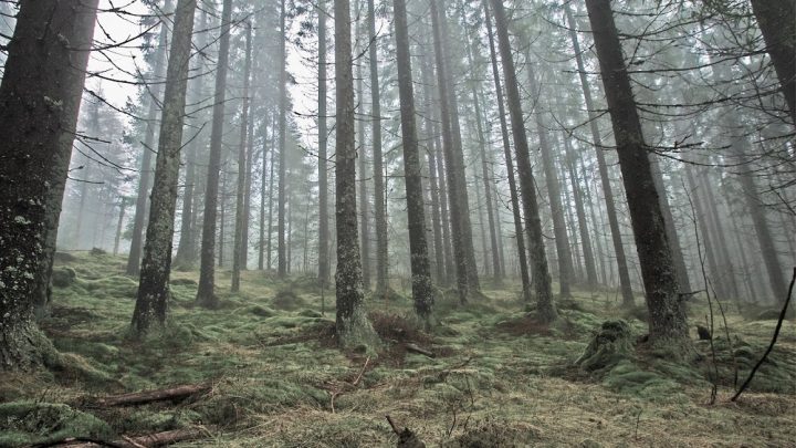 Norveç ormanlarını nasıl yeniden yarattı?