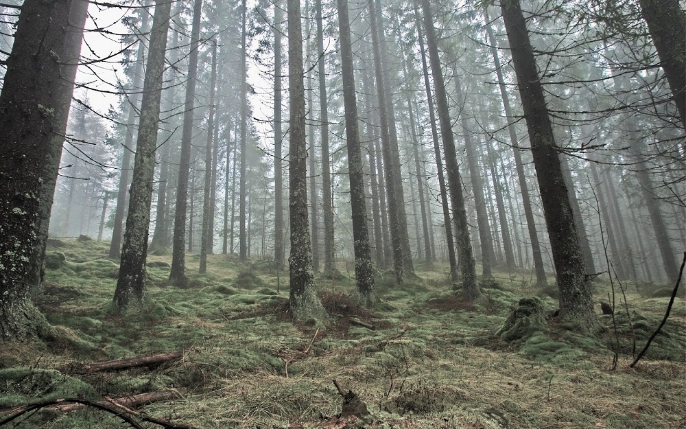Norveç ormanlarını nasıl yeniden yarattı?
