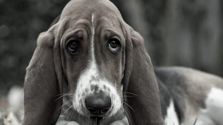 Köpeklerin ‘üzgün’ bakışlarına yol açan yüz kasları insanların ilgisini çekmek için evrimleşti