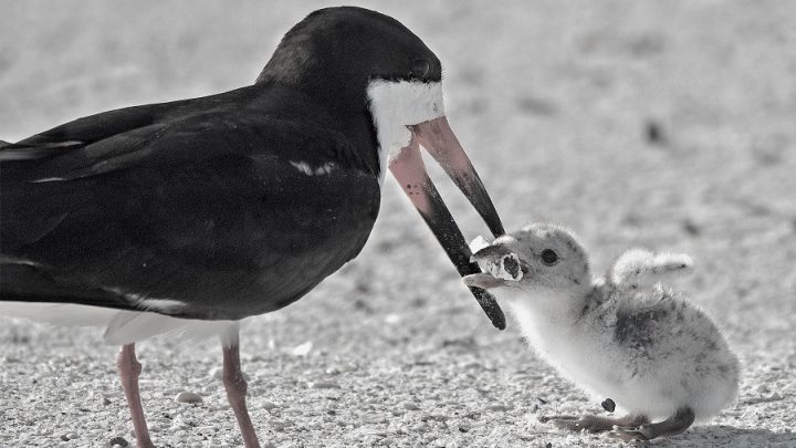 Çevre kirliliğinin simgesi: Yavrusunu izmaritle beslemeye çalışan anne kuş