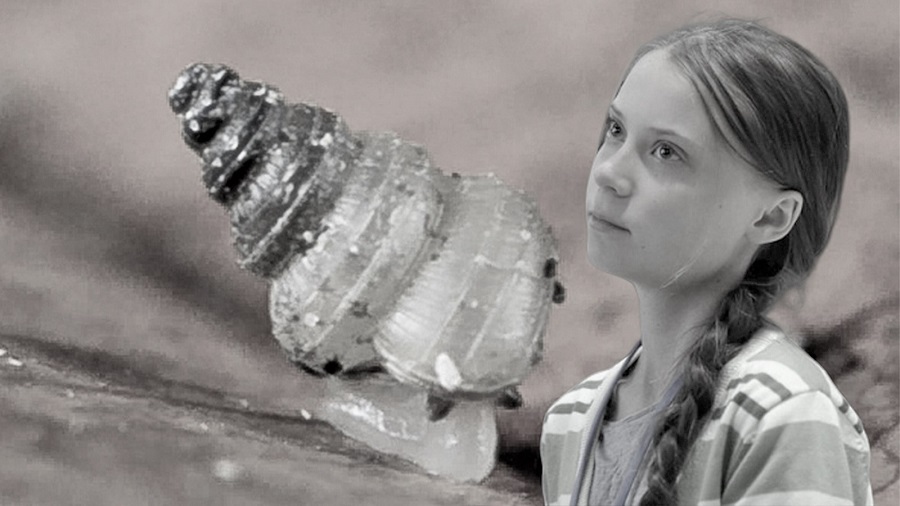 Bilim insanları bir salyangoz türüne Greta Thunberg’in adını verdi Bilim insanları bir salyangoz türüne Greta Thunberg’in adını verdi