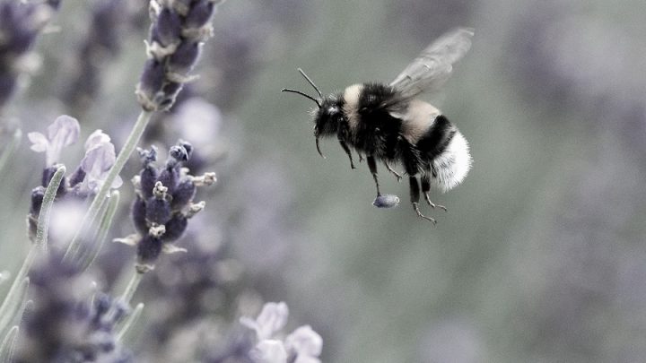 Küresel Isınma Yaban Arılarını Tehdit Ediyor