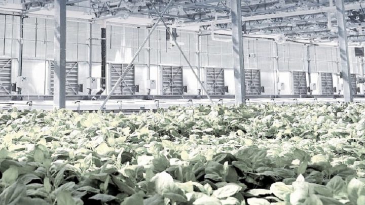 Covid-19 aşısı tarihte ilk vegan aşı olabilir