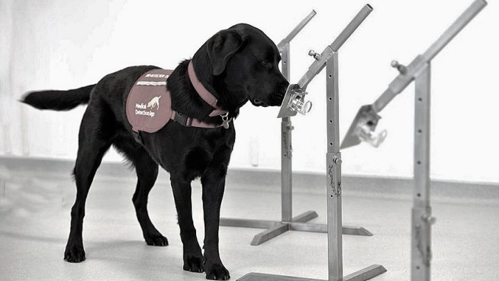Köpekler, Covid-19’u koklayarak teşhis etmeleri için eğitilecek