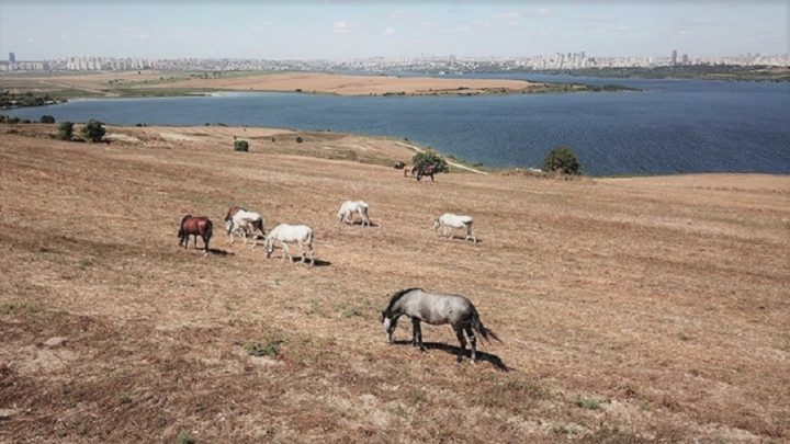Adalar’ın fayton atları şimdi özgür