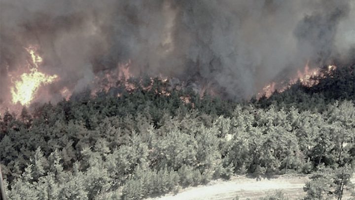 Gelibolu Yarımadası’nda orman yangını: 300 hektara yakın bir alanı kaybettik