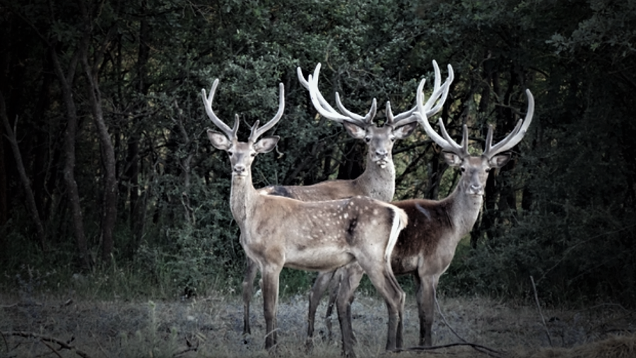 Eskişehir’de 18 kızıl geyik avlanması ihalesine mahkeme ‘dur’ dedi