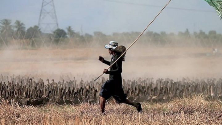 Tayland’ın tarlalarını temizlemek için 10 bin ördek göreve çağrıldı