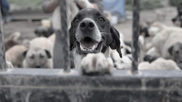 CHP’den Meclis’e hayvan hakları için 4 farklı yasa teklifi