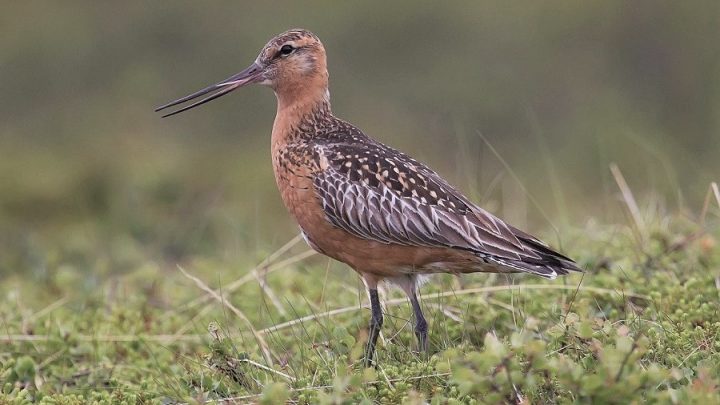 İç organlarını küçültebilen kuş 12 bin kilometre aralıksız uçarak rekor kırdı