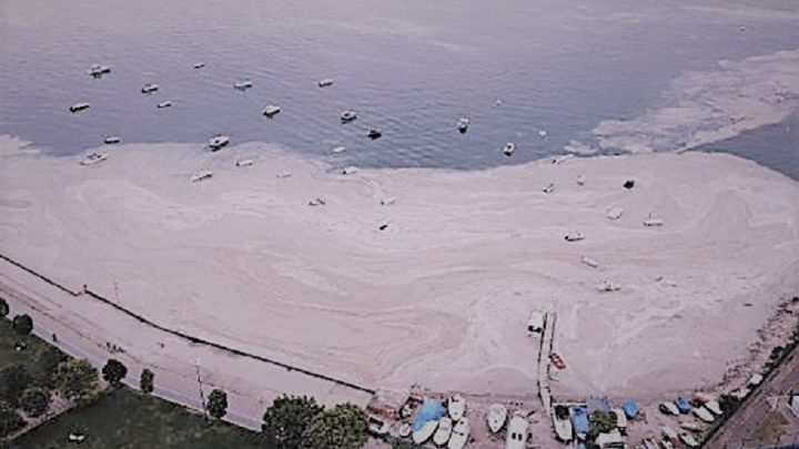 Müsilajın nedenine ilişkin ilk sonuçlar belli oldu